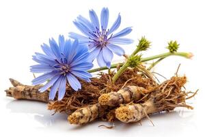Dry roots of chicory and three cichorium flowers isolated on white background with tilted angle photo