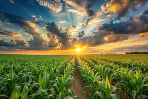 Corn field at sunset with clouds photo