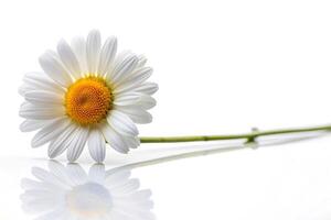 Daisy blossom with leading lines isolated on white background photo