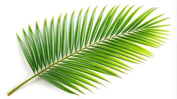 Depth of field palm branch border isolated on white background photo