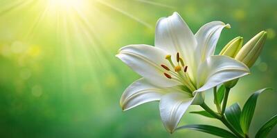 Elegant image of White Madonna lily with reflection on green background photo