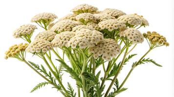 Panoramic view of Yarrow blooming plant bouquet isolated on white background photo