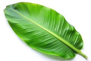 Large banana leaf isolated on white background photo