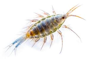 Marine planktonic copepod isolated on white forced perspective photo