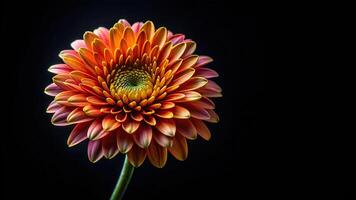 Macro photograph of a single flower on a black background photo