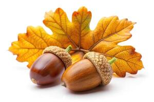 Macro image of a ripe acorn and three oak leaves on a white background photo
