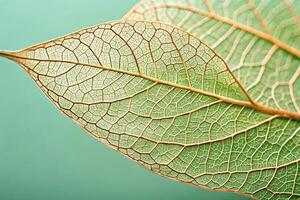 Macro close-up of fiber structure of dry leaves texture background, skeletonized leaves isolated on light green background photo