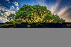 Majestic oak tree with sunlight filtering through branches in a lush green meadow, symmetrical photo