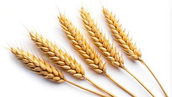 Panoramic view of three wheat spikelets isolated on white background photo