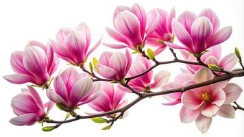 Pink magnolia flowers on a tree branch isolated on white photo
