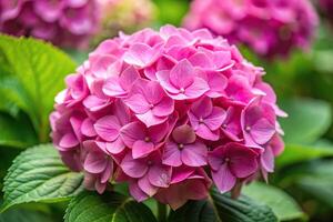 Pink Hydrangea Macrophylla flower reflected in water photo