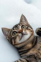 A playful tabby cat sprawled on its back, enjoying a relaxing moment in natural light photo