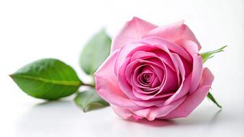 Pink rose isolated on white background soft focus Point of View photo
