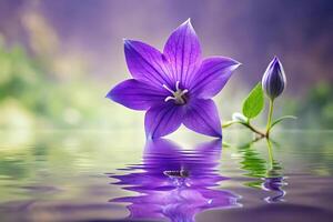 Purple Chinese bellflower reflecting elegance photo