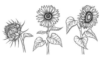 Set of Sunflower illustrations in line art style. Graphic monochrome drawing. Hand drawn floral outline sketch, engraved illustration. Design element for coloring book, tattoo, logo, icon, label. vector