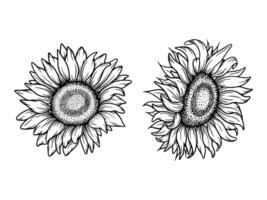 Sunflowers illustrations set, line art style. Graphic monochrome drawing. Hand drawn floral outline sketch, engraved illustration. Design element for coloring book, tattoo, logo, icon, label. vector
