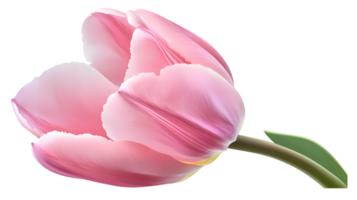 Hyperrealistic depiction of a single pink tulip in full bloom with soft gradients and a gently curved green stem png