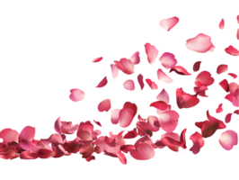 Hyperrealistic Pink and Red Petals Floating Gracefully with Sunlight on Transparent Background png