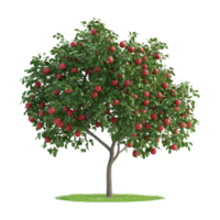 An apple tree with red apples on it png