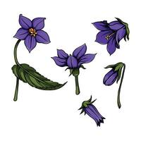 Bellflower in many color and texture vector