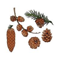 Pinecone in many color and texture vector