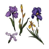 Iris flowers in many color and texture vector