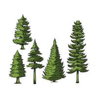 Pine Trees Plant in many color and texture vector