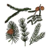 Pine Leaves easy to change and color vector