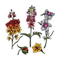 Delphinium flowers in many color and texture vector