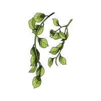 Ivy leaf in many color and texture vector