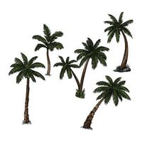 coconut tree in many color and texture vector