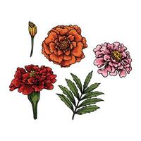 Cornation flowers easy to change text and color vector