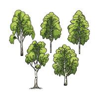 Brich tree in many color and texture vector