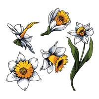 Daffodil flowers easy to change text and color vector