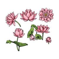 Lotus flower in many color and texture vector