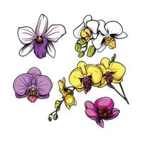 orchid flowers easy to change text and color vector