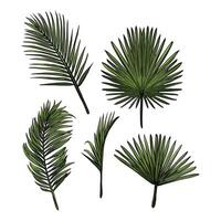 Leaves 2 easy to change and color vector