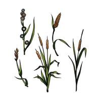 reeds in many color and texture vector