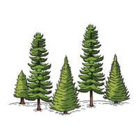 Pine Trees 2 Plant in many color and texture vector