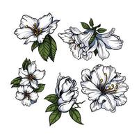Azalea flowers easy to change text and color vector