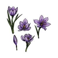 Corcus flowers easy to change text and color vector
