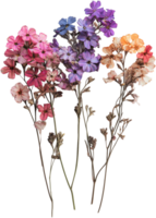 a bunch of dried flowers on a transparent background png