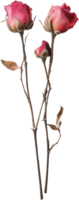 two dried red roses on a stem with leaves png