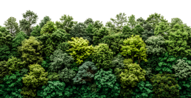 Forest trees with transparent background jungle cut out design element png