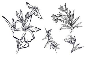 a set of black and white hand-drawn drawings of flowers and branches of oleander vector