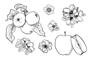 black and white hand-drawn fruit of an apple tree with flowering branches of a tree vector