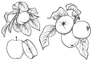 a hand-drawn drawing of a set of apple fruits on a branch vector