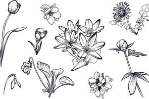 a set of hand-drawn flowers of tulip, crocus, snowdrop, violet, peony, dandelion, vector
