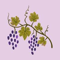 Grape vine isolated on a white background. Illustration for menu, banner, poster. vector