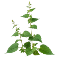 Fresh green catnip plant with lush leaves growing transparent png